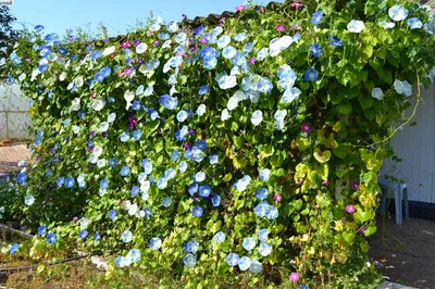 Ипомея (Ipomoea) — описание, выращивание, фото | на LePlants.ru