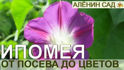 5 лучших декоративно-лиственных ампелей для озеленения балконов и террас.  Условия, уход, фото — Страница 4 из 5 — Ботаничка