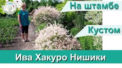 Ива цельнолистная японская Хакуро-Нишики на штамбе (код: Salix integra  Hakuro-Nishiki on shtambe)