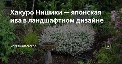 Ива цельнолистная Хакуро Нишики (Hakuro-Nishiki) С7 купить в Украине с  доставкой | Цена в Svitroslyn.ua