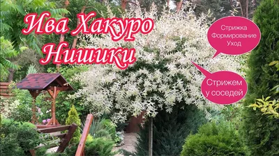 https://chelyabinsk.zpitomnik.ru/product/iva_tselnolistnaya_khakuro_nishiki/