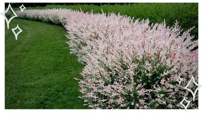 Ива цельнолистная Хакуро нишики (Salix integra Hakuro nichiki) | Dwarf  flowering trees, Back garden design, Front yard landscaping design