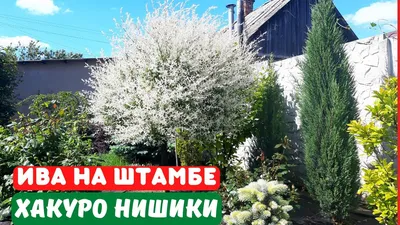 Ива Хакуро Нишики на штамбе. Купить саженцы ивы.