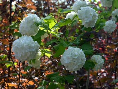 ЛАНДШАФТНЫЙ ДИЗАЙН on Instagram: \"⚪Калина «Бульденеж»⚪ . 🌿Этот кустарник -  разновидность калины обыкновенной, в переводе с французского означает  «Снежный шар»⚪. Данный вид калины отличается наличием довольно широкой  кроны и достигает в высоту