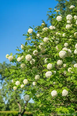 Калина Бульденеж: описание кустарника, фото, посадка и уход - BONA FORTE