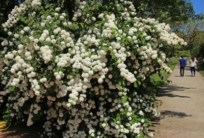 Калину Boule de Neige Roseum (Бульденеж Розеум) можно купить недорого с  доставкой в питомнике Любвитский