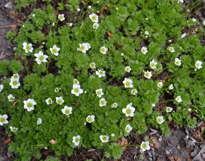 Камнеломка Арендса БЕЛАЯ.(Saxifraga Arendsii White Star) Р9 купить в  интернет-магазине ЦВІТСАД с доставкой по Украине