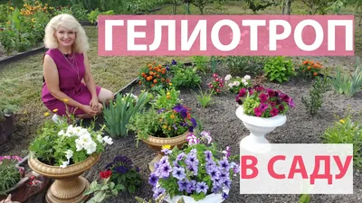 Title: Вероникаструм: цветок вероникаструм в ландшафтном дизайне -  Agro-Market