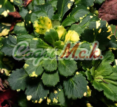 Камнеломка Арендса БЕЛАЯ.(Saxifraga Arendsii White Star) Р9 купить в  интернет-магазине ЦВІТСАД с доставкой по Украине