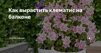 Вьющиеся растения для балкона: плющ, клематис, душистый горошек, виноград