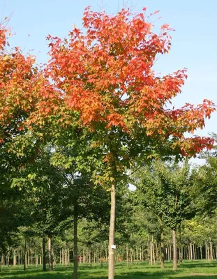 Клён остролистный Глобозум (Acer platanoides Globosum) недорого - Зелёная  Гавань