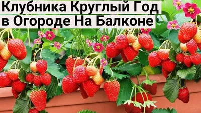 Жалею, Что Раньше не Знала Про ЭТИ СОРТА КЛУБНИКИ! Теперь Клубника на  Подоконнике Круглый Год! - YouTube