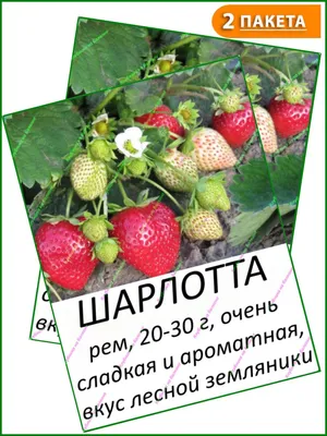 На балконах поспела клубника! Участники проекта «Клубника на балконе»  собирают урожай клубники🍓🍓 | Instagram