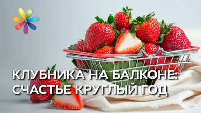 10 шт. клубника стенд держатель рамы посадка на балконе стеллаж для фруктов  Поддержка завод цветок вьющегося Винограда столб Садоводство стенд |  AliExpress