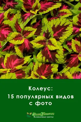 Хотите ярких красок - заведите у себя колеусы | Мой ❤ цветник | Дзен