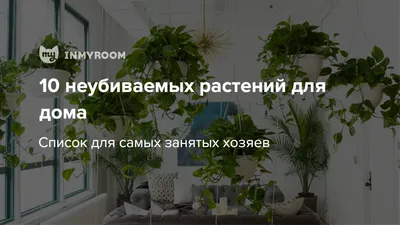 8 растений для кухни, которые её не только украсят, но и будут полезными |  Антон - цветочник | Дзен