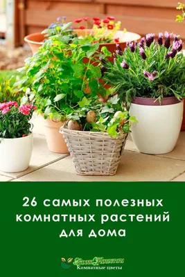 Цветы для офиса и вашего дома: Договорная ➤ Другие комнатные растения |  Кунтуу | 96532580 ᐈ lalafo.kg