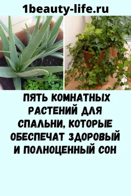 Опасные комнатные цветы и растения - которые не нужно держать в спальне -  Апостроф