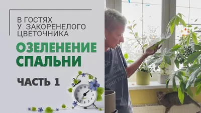 Самые неприхотливые комнатные растения, которые почти невозможно убить