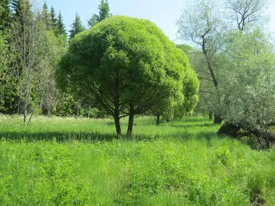 ИВЫ в ландшафтном дизайне