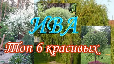 Сад в эко стиле или эко сад в ландшафтном дизайне