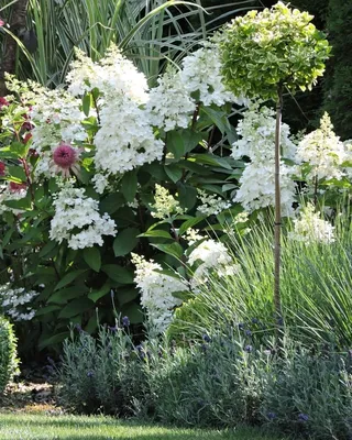 Купить Гортензия метельчатая Пинки Винки Hydrangea paniculata Pinky Winky -  в питомнике Флорини