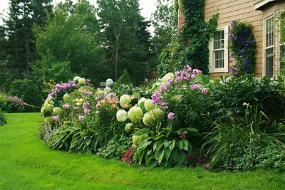 Живая изгородь из гортензии - Hydrangea| Блог о ландшафтном дизайне