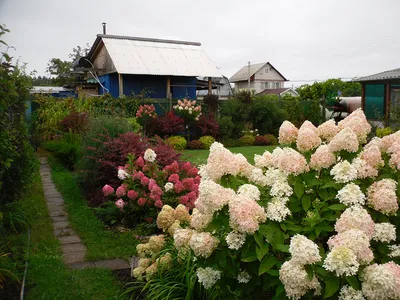 Купить Гортензия древовидная Аннабель Hydrangea arborescens Annabelle - в  питомнике Флорини