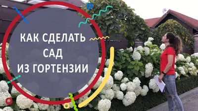 Гортензия в ландшафтном дизайне: идеи использования и советы по уходу с фото