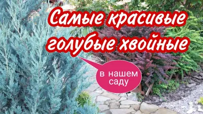 Как использовать хвойники в ландшафтном дизайне и с чем их сочетать