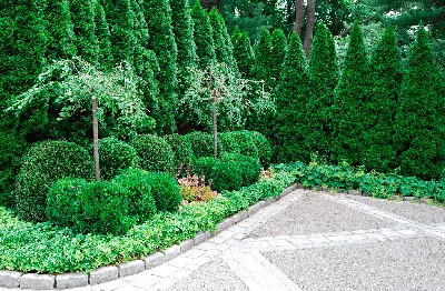 Композиция из хвойных вдоль забора 🌲 ⠀ Как вам идея?❤️ | Privacy  landscaping, Landscape design, Garden design