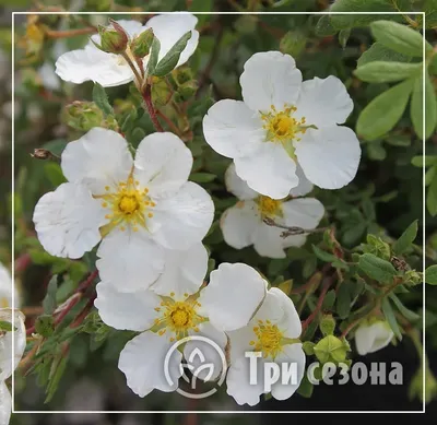 Лапчатка в ландшафтном дизайне, разнообразие сортов и способы их  применения, нюансы выращивания и ухода - 16 фото