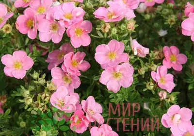 Лапчатка кустарниковая \" Potentilla f. 'Bella Rosa' \" | LeafGarden