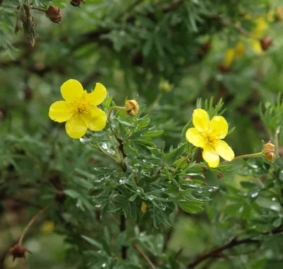 Лапчатка кустарниковая Лаймлайт: купить в Москве саженцы Potentilla  fruticosa Limelight в питомнике «Медра»