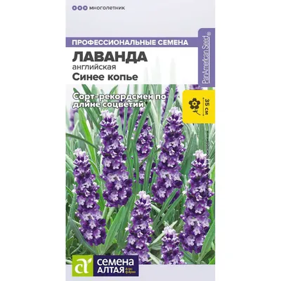 Ландшафтное бюро \"Клод Моне\" - Лаванда всегда одурманивала мой мозг. Даже  розы не могут конкурировать с этой любовью🙈 В нашем климате с лавандой все  не так однозначно. У меня она растёт прекрасно