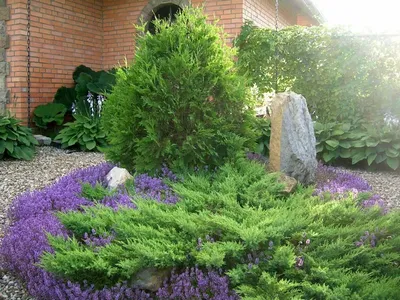 Lavandula angustifolia Hidcote — Купити квіти в Україні