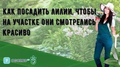 Лилии в ландшафтном дизайне: варианты посадок, выбор сортов