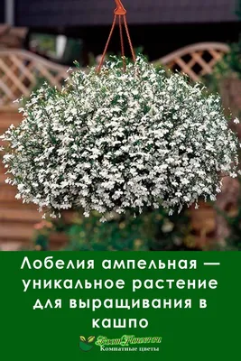 Купить семена Лобелия Морская синяя — от НПО Сады Росcии