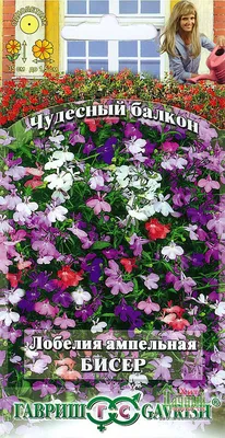 Милый сад на балконе с цвести в горшке заводы - петунья и лобелия Стоковое  Фото - изображение насчитывающей дом, макрос: 122692324