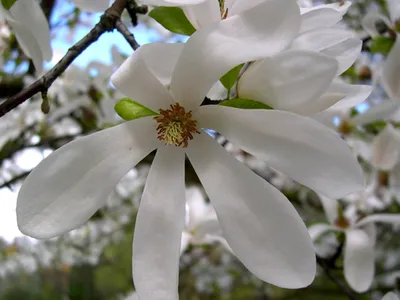 Магнолия Суланжа Magnolia х soulangeana