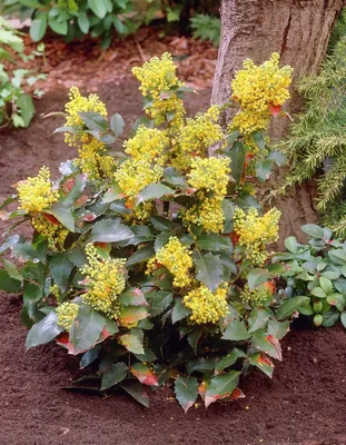 Магония падуболистная: посадка, уход и выращивание, описание | Oregon  grape, Plants, Evergreens for shade