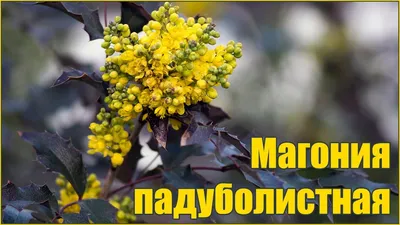 Магония падуболистная, Mahonia aquifolium