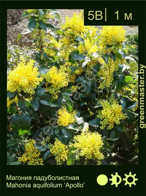 Магония падуболистная, Mahonia aquifolium