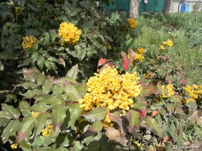 Магония падуболистная, Mahonia aquifolium