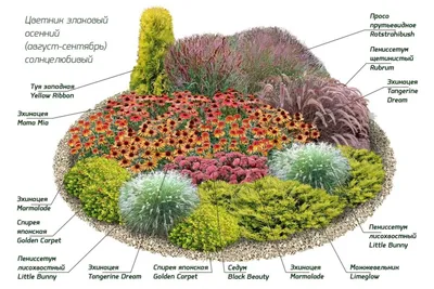 Купить Молодило (Sempervivum) с быстрой доставкой