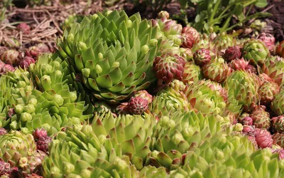 Купить Молодило (Sempervivum) с быстрой доставкой