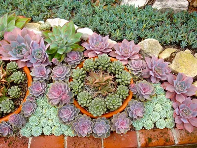 Почвопокровное растение молодило | Succulent garden design, Succulents  garden, Xeriscape landscaping