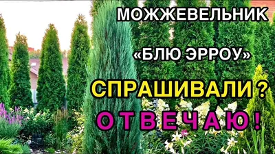 Можжевельники в ландшафтном дизайне: виды, сорта и посадка