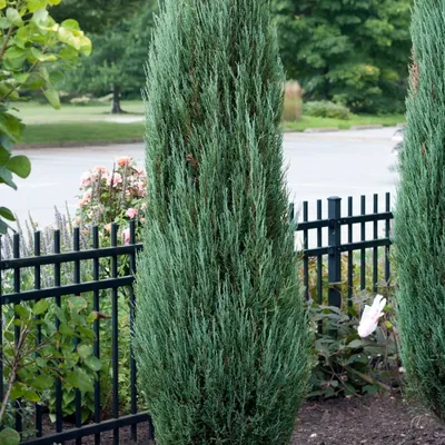 Можжевельник скальный Блю Эрроу Juniperus scopulorum Blue Arrow