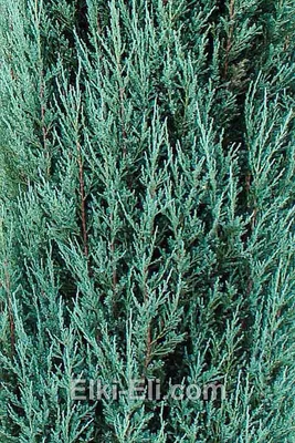 Можжевельник скальный Блю Эрроу Juniperus scopulorum Blue Arrow